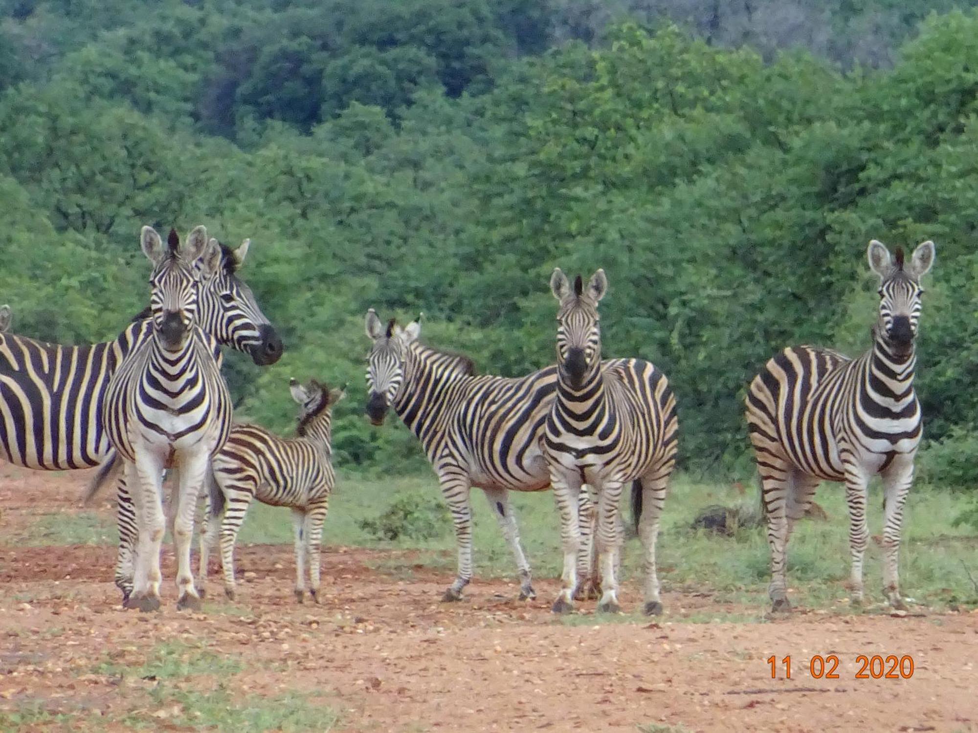 Limpokwena Nature Reserve Tokio Bagian luar foto