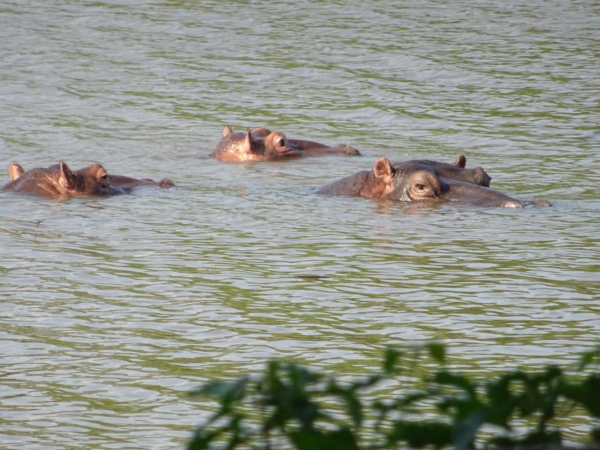 Limpokwena Nature Reserve Tokio Bagian luar foto