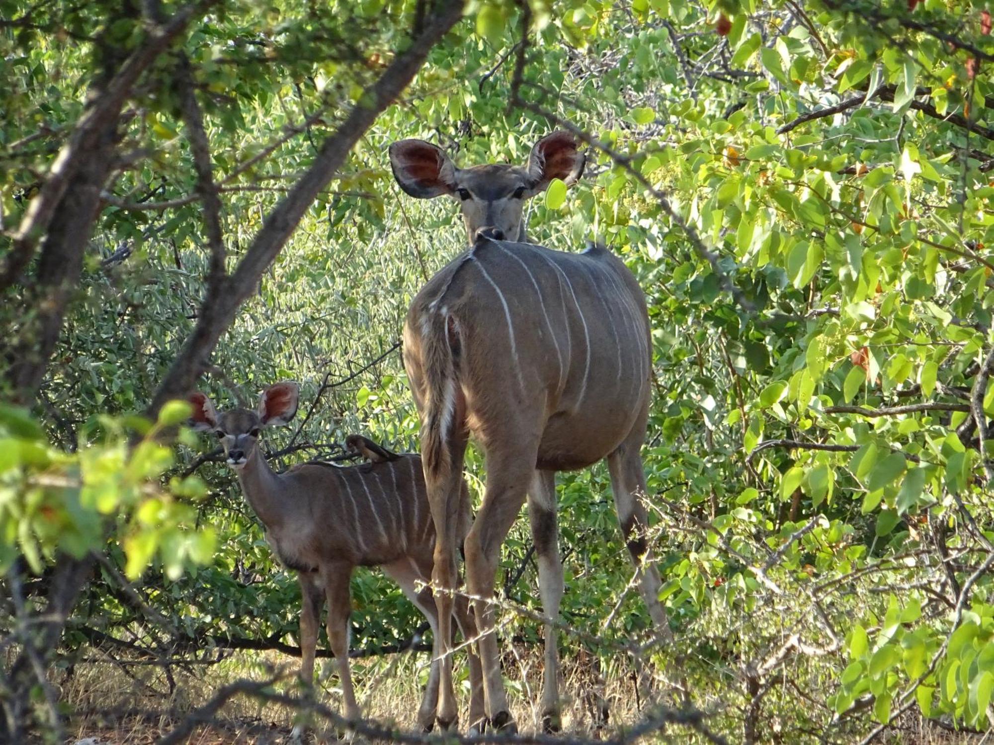 Limpokwena Nature Reserve Tokio Bagian luar foto